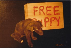 Free Puppy